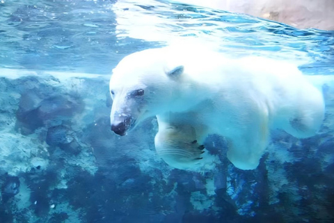 One-Day Tour to Asahiyama Zoo and Biei Blue Pond in Hokkaido