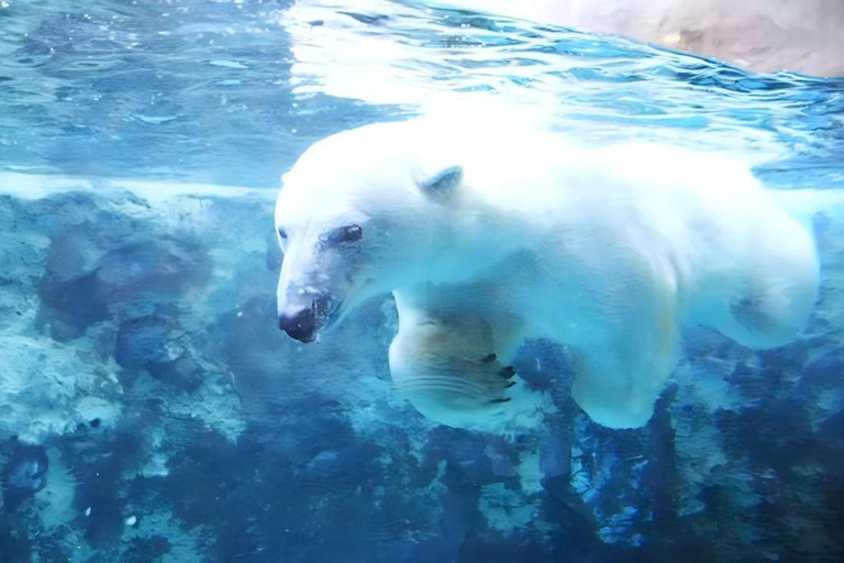One-Day Tour to Asahiyama Zoo and Biei Blue Pond in Hokkaido