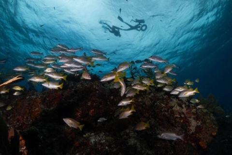 Isla Mujeres: snorkeltocht bij Musa en Manchones Reef