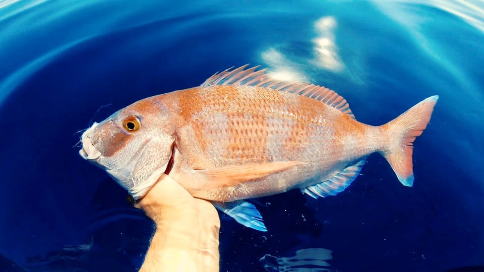 Golden Eyes Snapper Stock Photos and Pictures - 145 Images