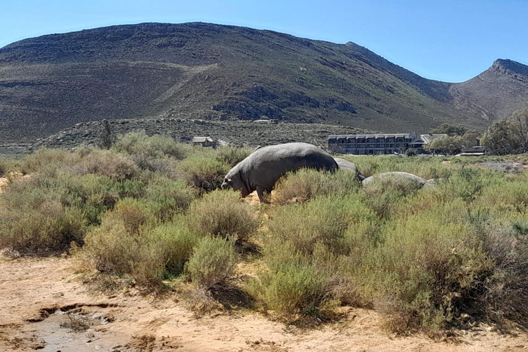 Safari al atardecer en la Reserva de Caza de Aquila con transporte privado