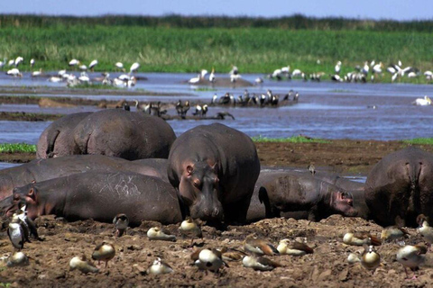 Arusha: Viagem de 1 dia ao Parque Nacional Lake Manyara com almoço