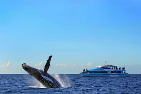 Sydney: Whale Watching Cruise