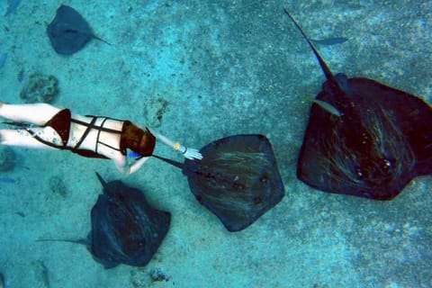 Cozumel: Snorkel and Swim with Stingrays