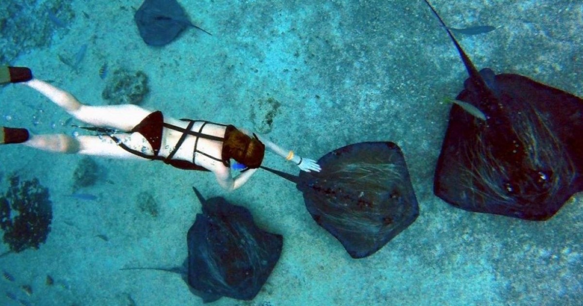 Cozumel: Snorkel and Swim with Stingrays | GetYourGuide