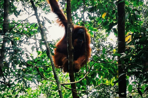3D2N Orangutan Expedition:from Bukit Lawang "3-Day Orangutan Expedition & Jungle Camping in Bukit Lawang