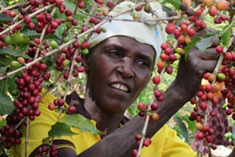 Kigali: tour della città e tour del caffè