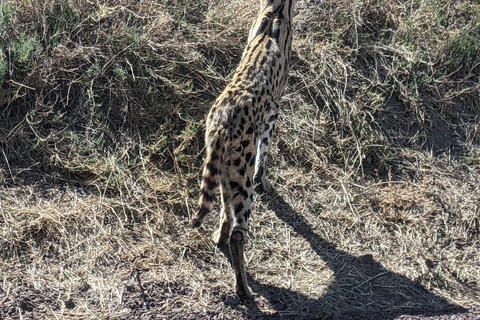 Arusha: excursión de un día al Santuario de Vida Silvestre Serval con almuerzoArusha: excursión de un día al Santuario de Vida Silvestre Serval con almuerzo incluido