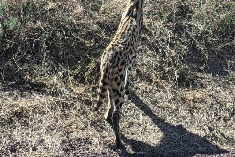 Arusha: excursión de un día al Santuario de Vida Silvestre Serval con almuerzoArusha: excursión de un día al Santuario de Vida Silvestre Serval con almuerzo incluido