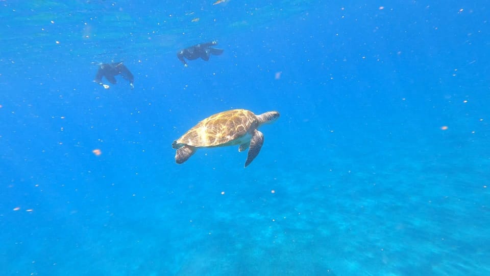 Wasserschildkröte auf Teneriffa