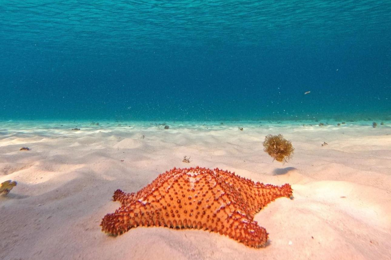 Tour to Cozumel to the amazing beach el cielo