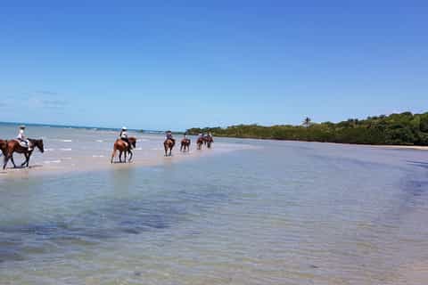 Cape Tribulation: 2-Hour Beach and Rainforest Horseback Ride