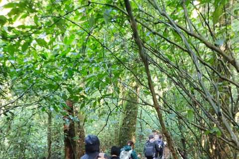 Randonnée au lever du soleil à Chiangmai