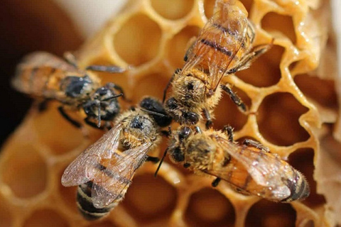 Private Ancient Olympia Tour &amp; Honey Farm Experience