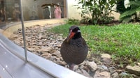 Okinawa, Full-Day Bus Tour to Yanbaru National Park - Housity