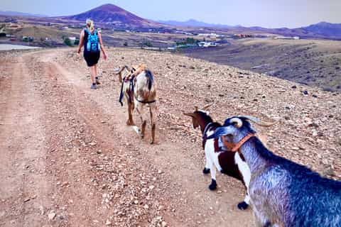Fuerteventura: Trekking with Goats & Panorama Tour