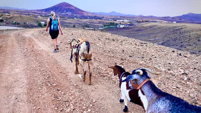 fuerteventura trekking with goats panorama tour