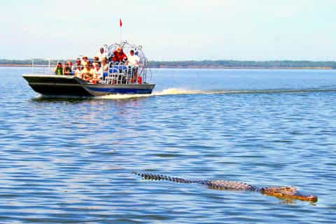Everglades: hidrodeslizador y show de caimanes con recogida