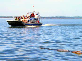 Everglades: Sumpfboot & Alligator-Show am Morgen oder Abend Everglades: Sumpfboot & Alligator-Show am Morgen oder Abend