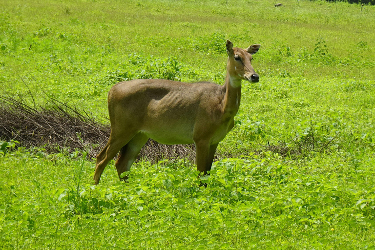 Sansibar: 3-tägige Safari nach Tarangire, Ngorongoro und Arusha