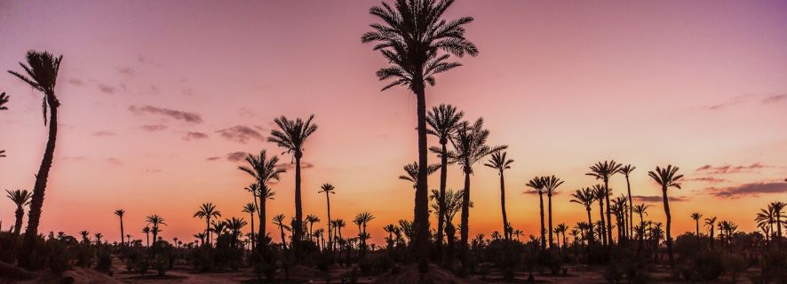 Marrakech Palmeraie: Kamelritt bei Sonnenuntergang