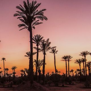 Marrakech Palmeraie: passeio de camelo ao pôr do sol