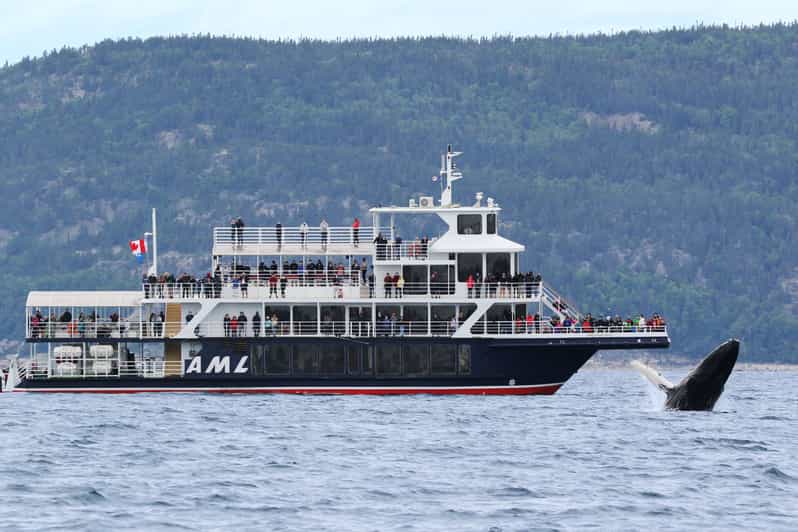 Tadoussac or BaieSainteCatherine Whale Watching Cruise GetYourGuide