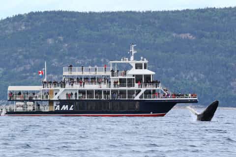 da tadoussac o baiesaintecatherine crociera di 3 ore