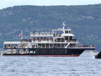 Ab Tadoussac oder Baie-Sainte-Catherine: Walbeobachtungstour Ab Tadoussac oder Baie-Sainte-Catherine: Walbeobachtungstour