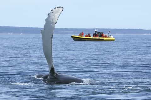 canada crociera con avvistamento balene