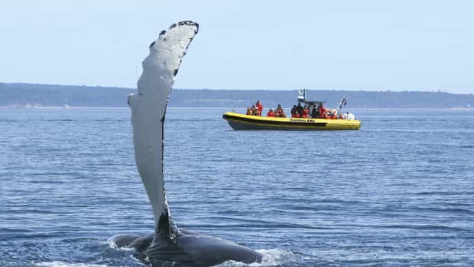 zodiac whale watching 2 or 2.5hour cruise