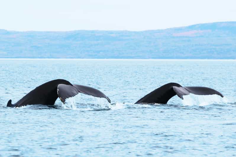 Tadoussac & BaieSteCatherine Zodiac Whale Watch GetYourGuide