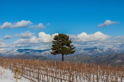 Mount Etna: Winery Tour and Tasting Tour with 4 Wine Tastings