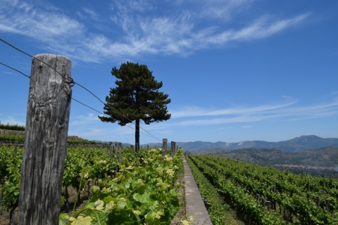 Etna: wijntour en proeverijTour met 7 wijnproeverijen