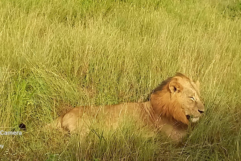 Nairobi: Viagem de 1 dia ao Parque Nacional de Amboseli com safari