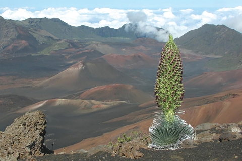 Maui: recorrido al atardecer por el Parque Nacional HaleakalāMaui: recorrido al atardecer por el Parque Nacional Haleakalā, sin cena