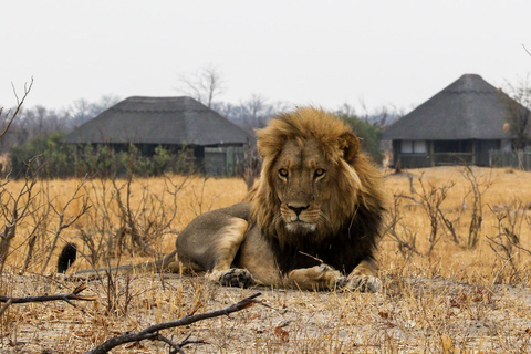 Des chutes Victoria au parc national de Chobe : 1 jour d'aventure safari