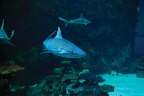 Las Vegas: toegangsticket Shark Reef Aquarium & VR Experience