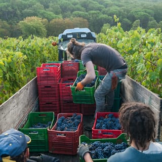 Firenze: Chianti Classico Wine Region Viaggio di degustazione PRIVATO