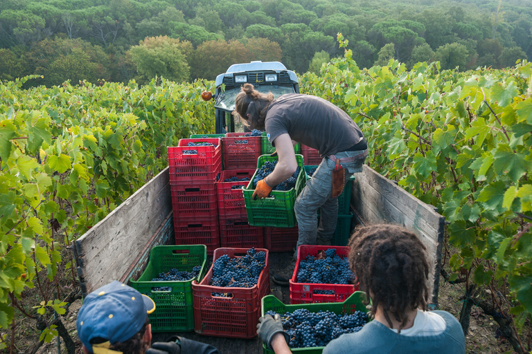 Florence: voyage de dégustation privé dans la région viticole du Chianti ClassicoVisite privée d'une demi-journée : expérience œnologique