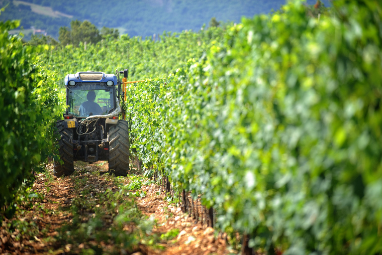 Florence: Chianti Classico Wine Region PRIVATE Tasting Trip PRIVATE Half-Day Tour: Wine Experience