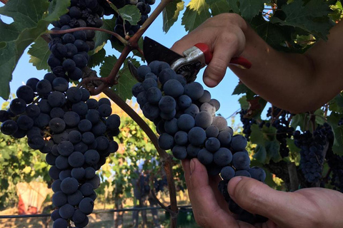 Från Florens: Siena och Chianti Classico resa från FlorensPrivat grupp