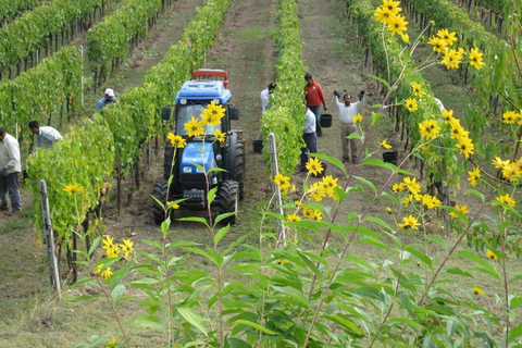 Florencia: Tour privado de vino Brunello de día completo a Montalcino¡Visita privada a Brunello!