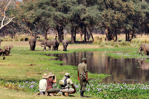 Walking Safari