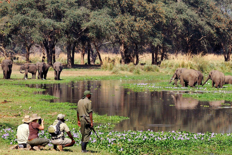 Walking Safari