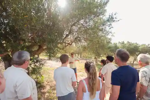 Balestrate: Olive Grove Tour with Wines & Olive Oil Tasting
