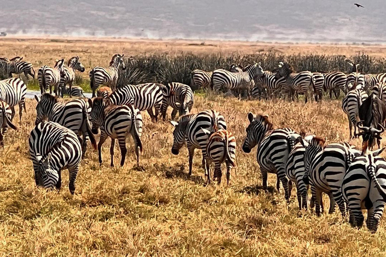 Viagem de 1 dia para a cratera de NgorongoroViagem de 1 dia à Cratera de Ngorongoro