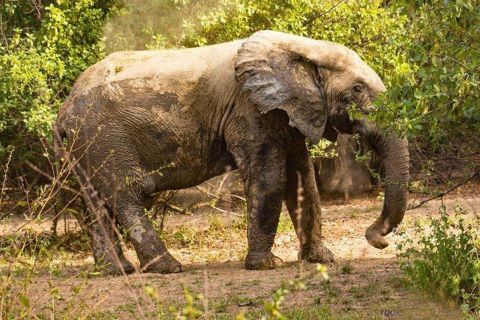 Wildlife, Elephants & Safari Tours in Ghana (Mole Park)