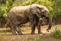 Wildlife, Elefanten & Safari Touren in Ghana (Mole Park) - Hizvo