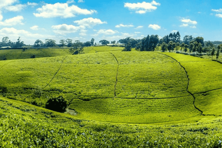 Desde Nairobi: Visita y almuerzo en la Granja de Té Kiambethu